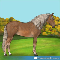 Horse Color:Chocolate Palomino 