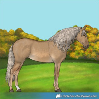 Horse Color:Chocolate Palomino Dun