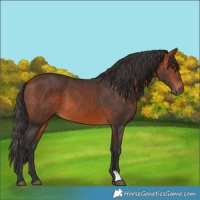 Horse Color:Bay 
