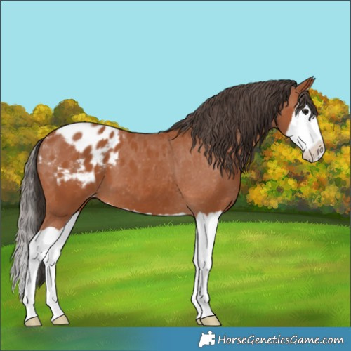 Horse Color:Bay Splash Appaloosa