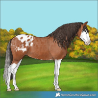 Horse Color:Bay Splash Appaloosa 