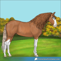 Horse Color:Chestnut Splash 