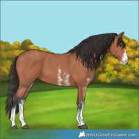 Horse Color:Bay Sabino