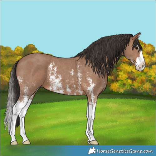 Horse Color:Bay Sabino Splash