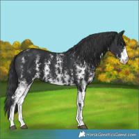 Horse Color:Black Sabino