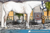 Horse Color:Gray Silver Amber Champagne Appaloosa 