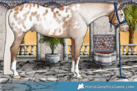 Horse Color:Gray Silver Amber Champagne Appaloosa