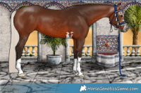 Horse Color:Gray Silver Bay 