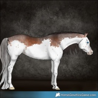 Horse Color:Brown Splash 