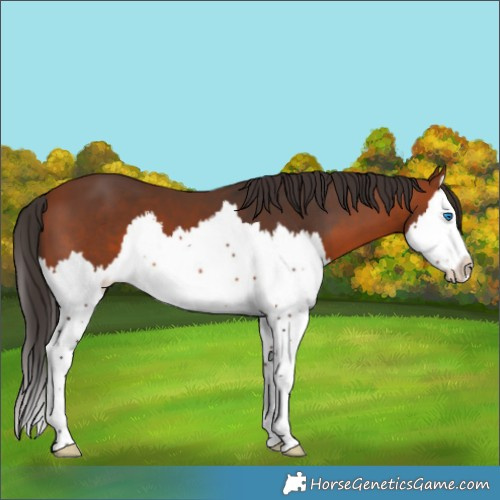 Horse Color:Bay Splash 