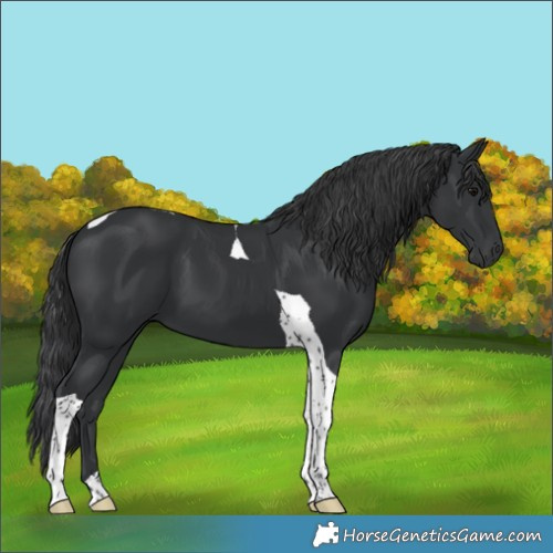 Horse Color:Black Tobiano 