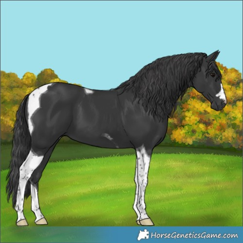 Horse Color:Black Tobiano 