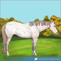 Horse Color:Amber Champagne Dun Blanket 