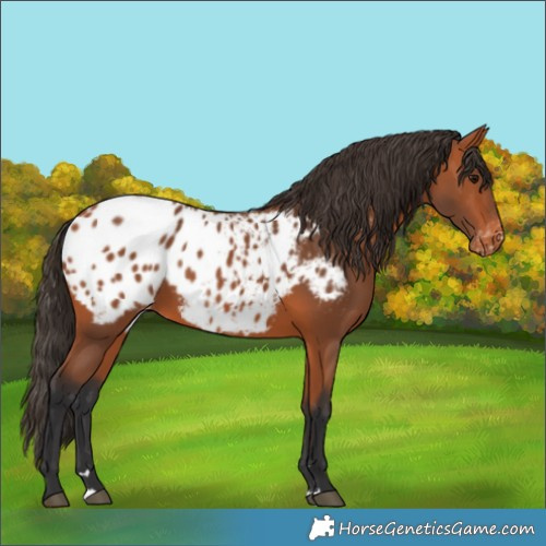 Horse Color:Bay Appaloosa 