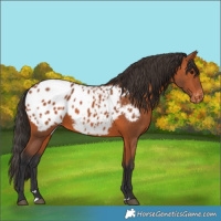 Horse Color:Bay Appaloosa