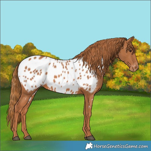 Horse Color:Chestnut Appaloosa 
