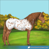 Horse Color:Chestnut Appaloosa