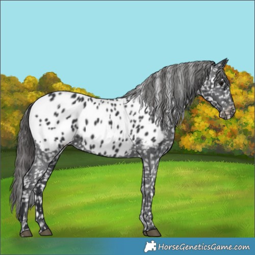 Horse Color:Black Appaloosa 
