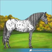 Horse Color:Black Near Leopard