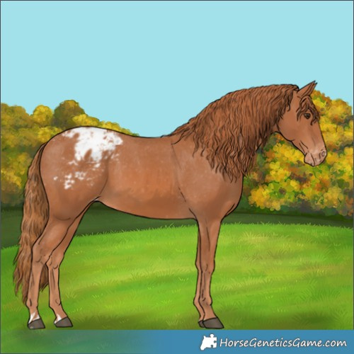 Horse Color:Chestnut Appaloosa