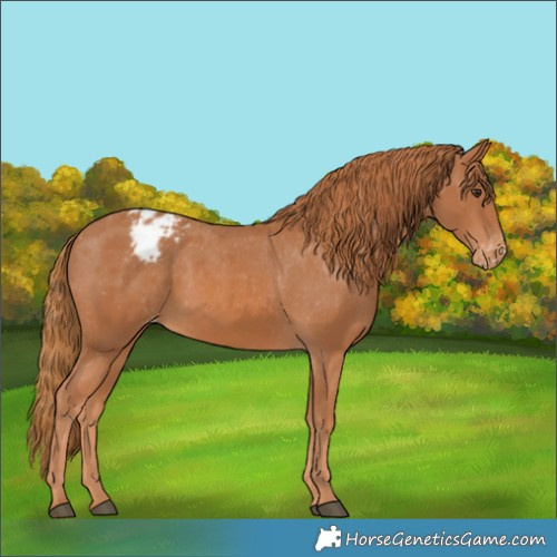 Horse Color:Chestnut Appaloosa 