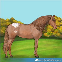 Horse Color:Chestnut Appaloosa 