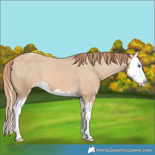Horse Color:Red Dun Splash Appaloosa 