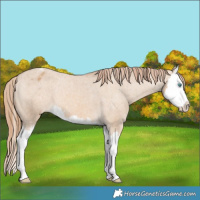 Horse Color:Red Dun Splash Varnish 