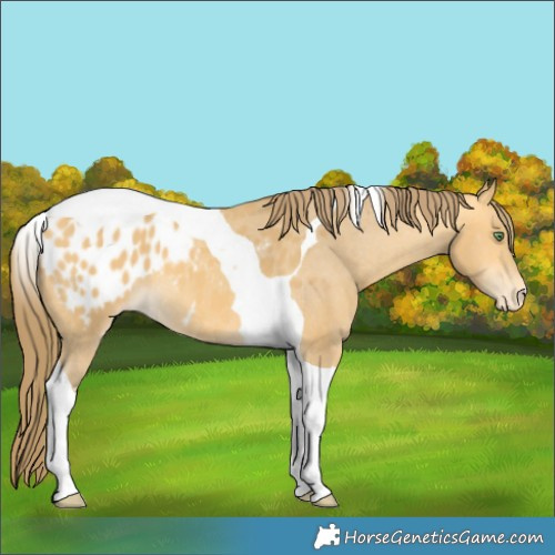 Horse Color:Amber Cream Champagne Tobiano Appaloosa 