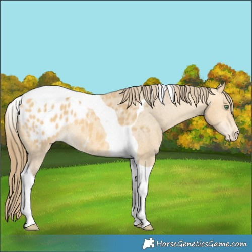 Horse Color:Amber Cream Champagne Tobiano Appaloosa 