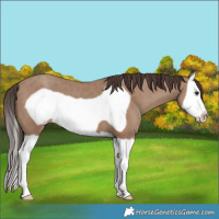 Horse Color:Classic Champagne Splash Frame