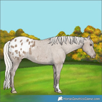 Horse Color:Silver Grullo Appaloosa Rabicano 