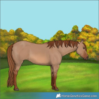 Horse Color:Red Dun 