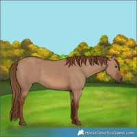 Horse Color:Red Dun 