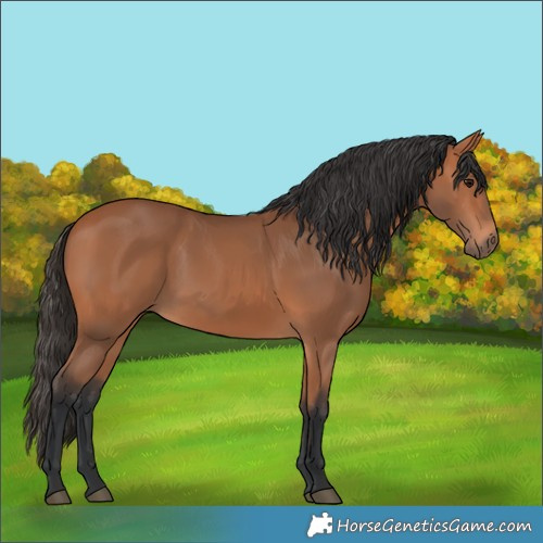 Horse Color:Bay 