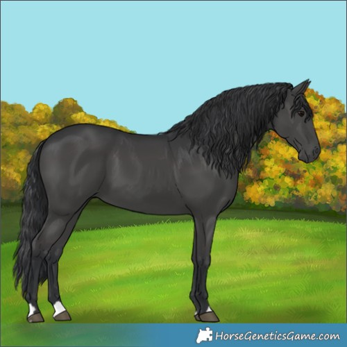 Horse Color:Black 