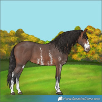 Horse Color:Brown Sabino