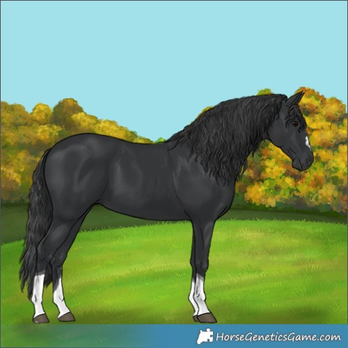 Horse Color:Black Tobiano 