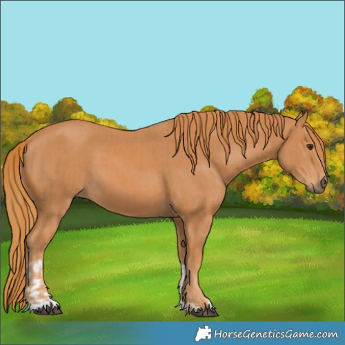 Horse Color:Chestnut  and Chestnut 