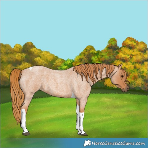 Horse Color:Red Roan Tobiano 