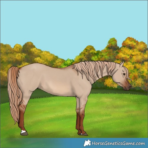 Horse Color:Red Dun 