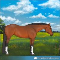 Horse Color:Bay Tobiano Rabicano 