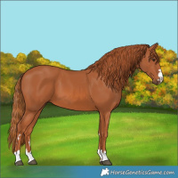 Horse Color:Chestnut 