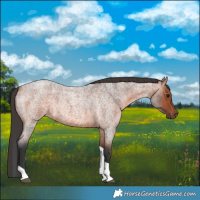 Horse Color:Bay Roan Tobiano Rabicano 