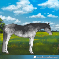 Horse Color:White Spotted Black 