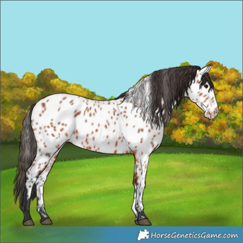 Horse Color:Bay Appaloosa
