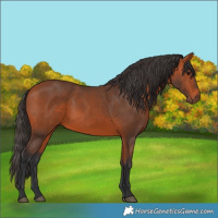 Horse Color:Bay 