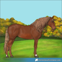 Horse Color:Chestnut 