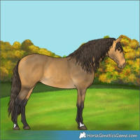 Horse Color:Buckskin 