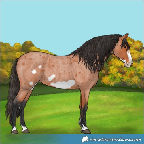 Horse Color:Bay Roan Frame 